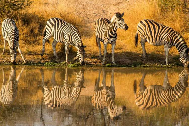The 8-Day Family Safari: A School-Holiday Playbook