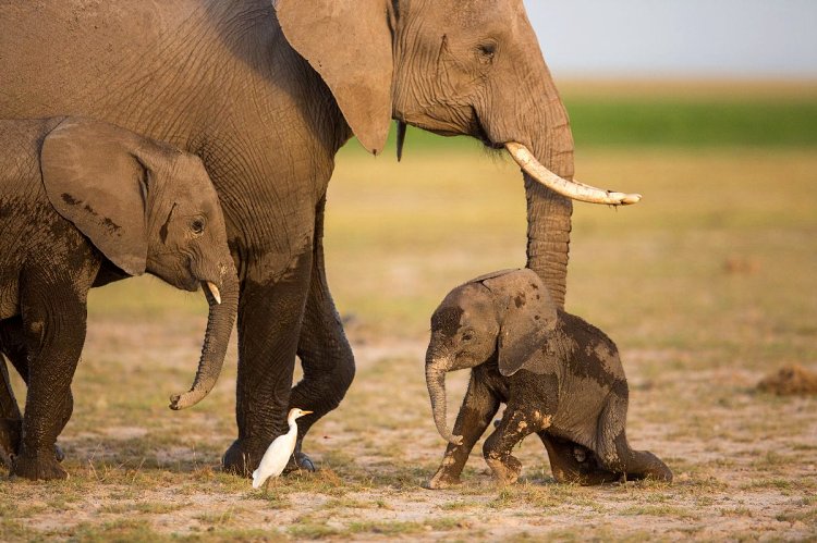 Tipping on Safari: Who, How Much and When