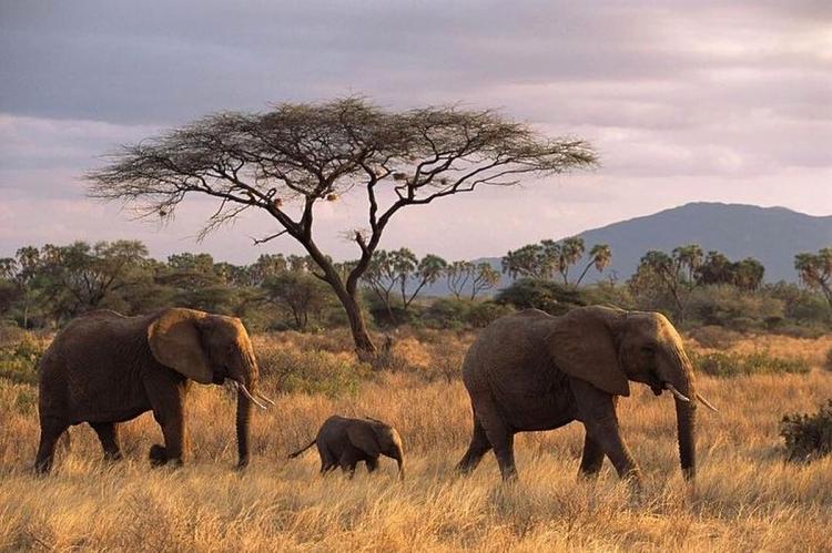 Kenya in May: Weather, Wildlife and Where to Go