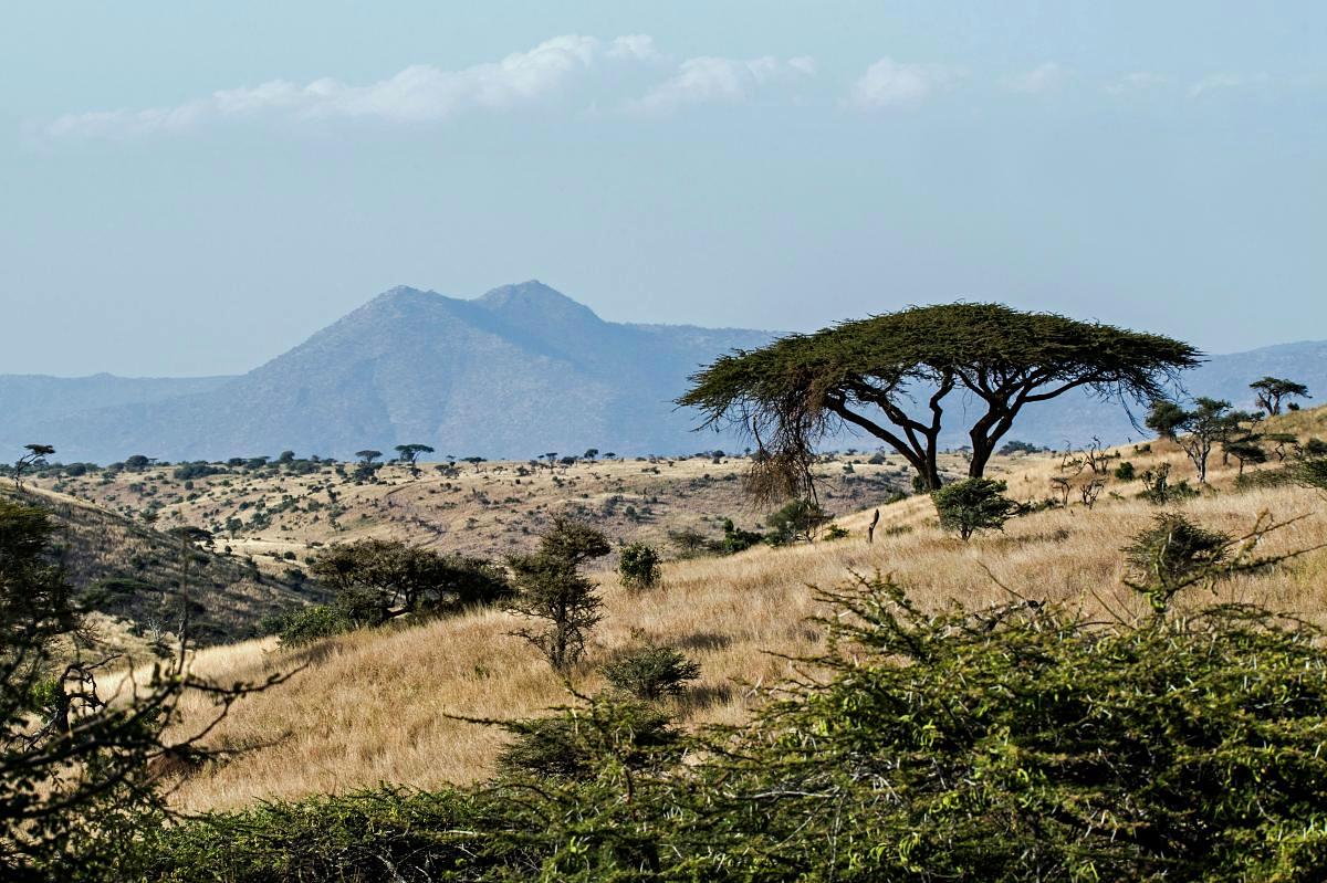 The highlands do mist and moss like nowhere else in Kenya | Niroskos