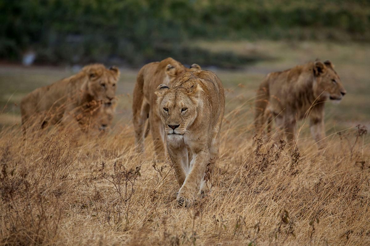 Altipiani sotto lo sguardo del Monte Kenya | Niroskos