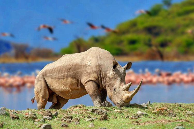Kenya in August: Weather, Wildlife and Where to Go