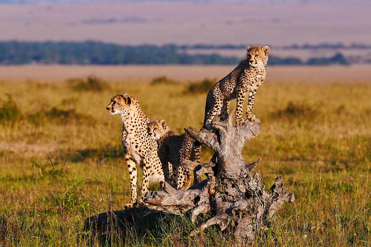 Open plains and acacia country on the edge of the reserve | Niroskos