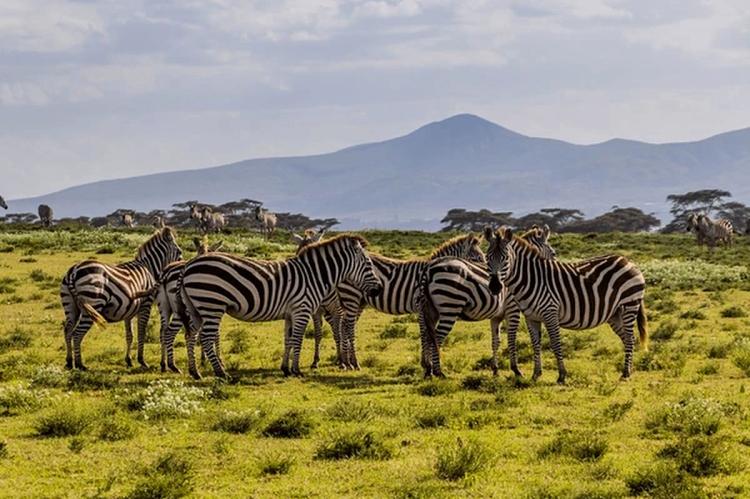 Amboseli in a Day from Nairobi: Elephants Under Kilimanjaro