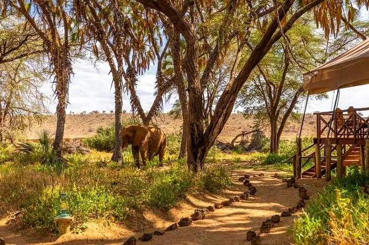 Your First Safari: What to Pack and What to Expect