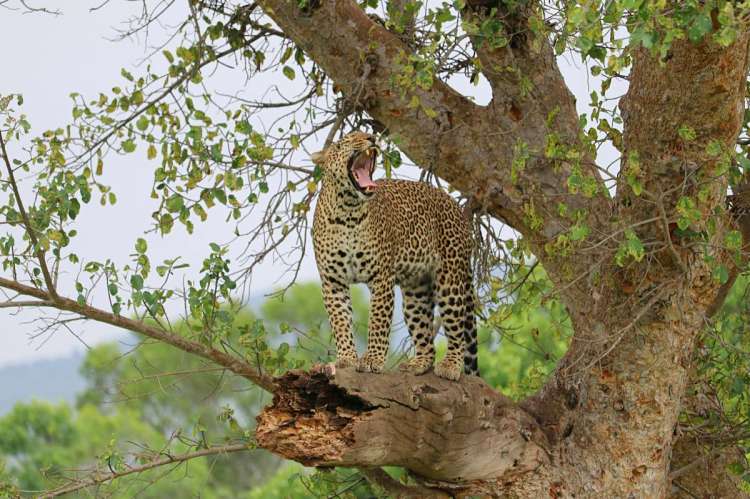 The Photographic Safari in Kenya: Gear, Vehicles and Golden Hours