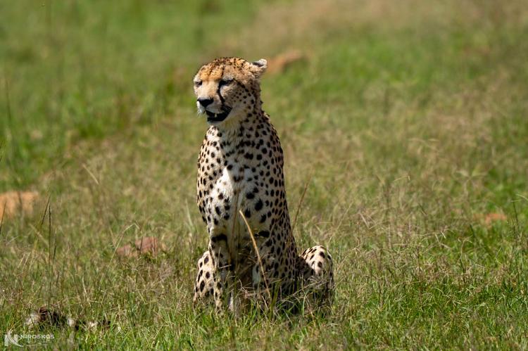 Weekend Safaris from Nairobi: Four Real Two-Day Escapes