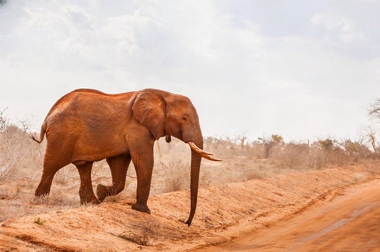 Kenya in October: Weather, Wildlife and Where to Go
