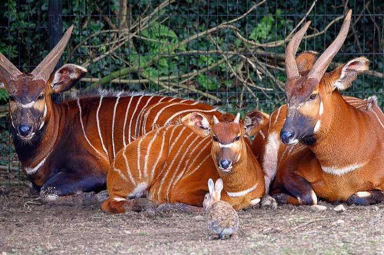 The Ghost of the Forest Returns: Four Mountain Bongos Repatriated to Kenya