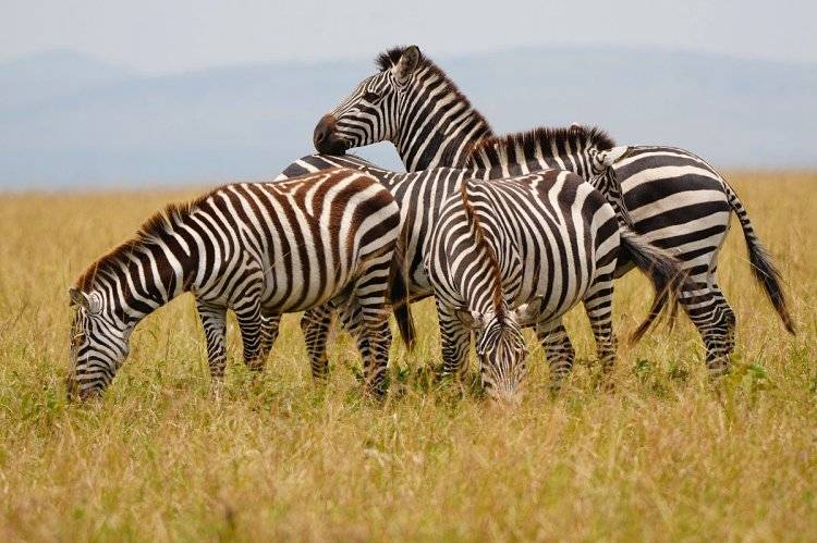 Planning a Kenya Honeymoon Safari: The Complete Guide