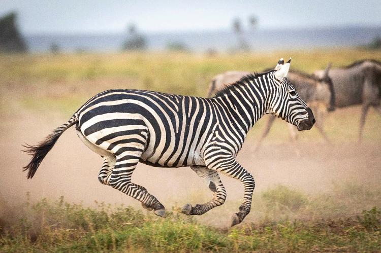 Kenya in September: Weather, Wildlife and Where to Go
