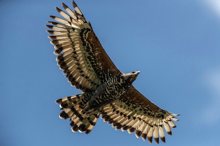 Birding Safari Guide to Kenya: A Journey Through Africa’s Birding Paradise