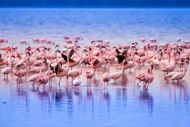 Walking Safaris in Kenya: The Ground-Level Wild