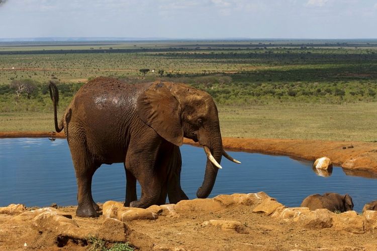 Kenya in February: Weather, Wildlife and Where to Go
