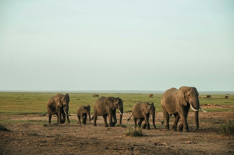 Safari for Seniors: Comfort, Pace and the Trip of a Lifetime, Later