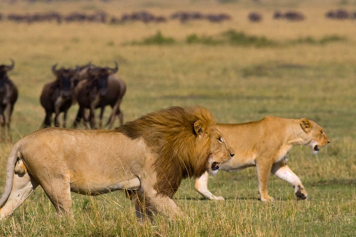Short drives, long naps: the toddler safari formula | Niroskos
