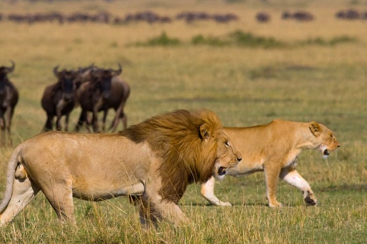 Safari with Toddlers and Babies: Yes, It Can Work