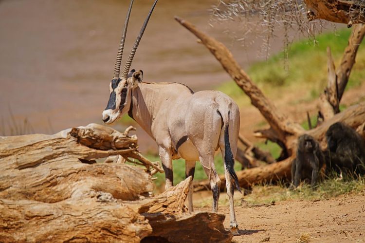 The 14-Day East Africa Grand Tour: A Planning Blueprint