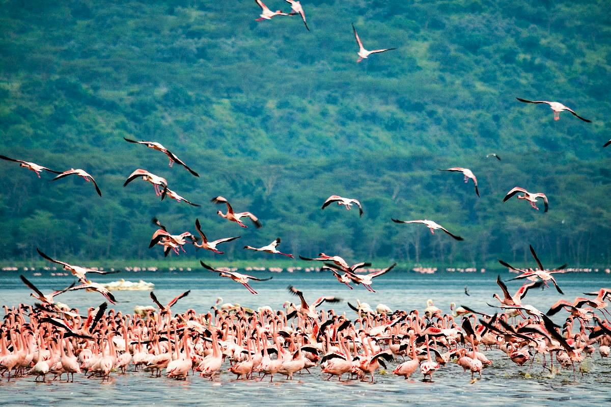 Acacia shoreline at Lake Nakuru National Park | Niroskos