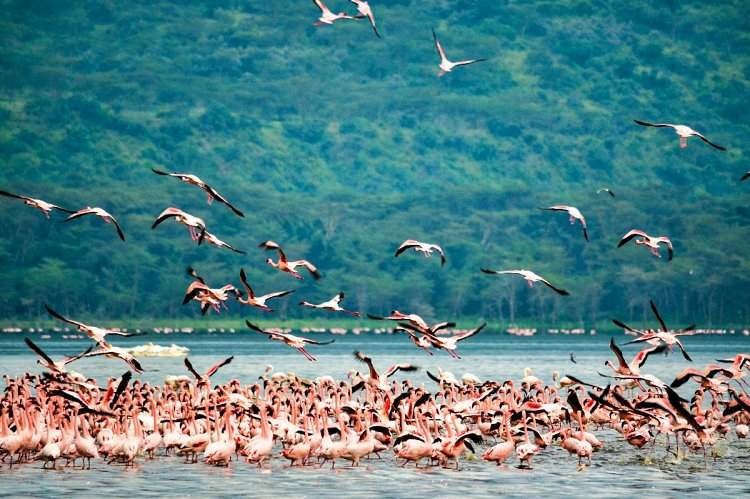 Lake Nakuru and Naivasha: The Rift Valley Weekend Guide