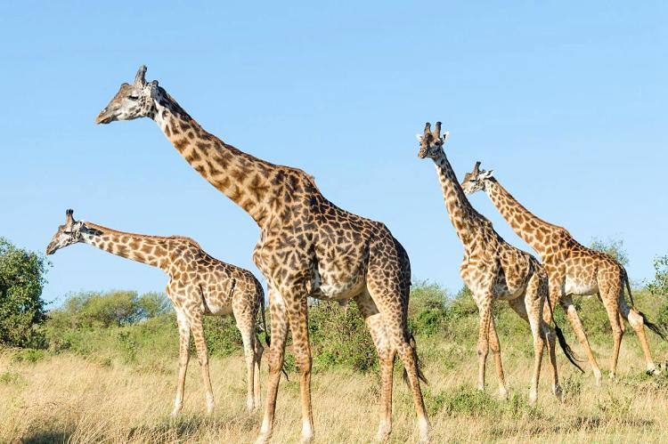How Many Days Do You Need for a Kenya Safari?