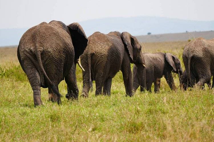 Hot-Air Balloon Safari over the Masai Mara: The Complete Guide