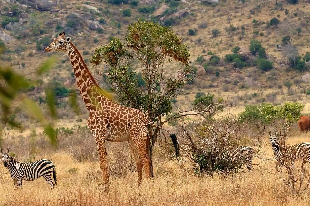 Mzima Springs, Tsavo West — the desert's glass-clear surprise | Niroskos