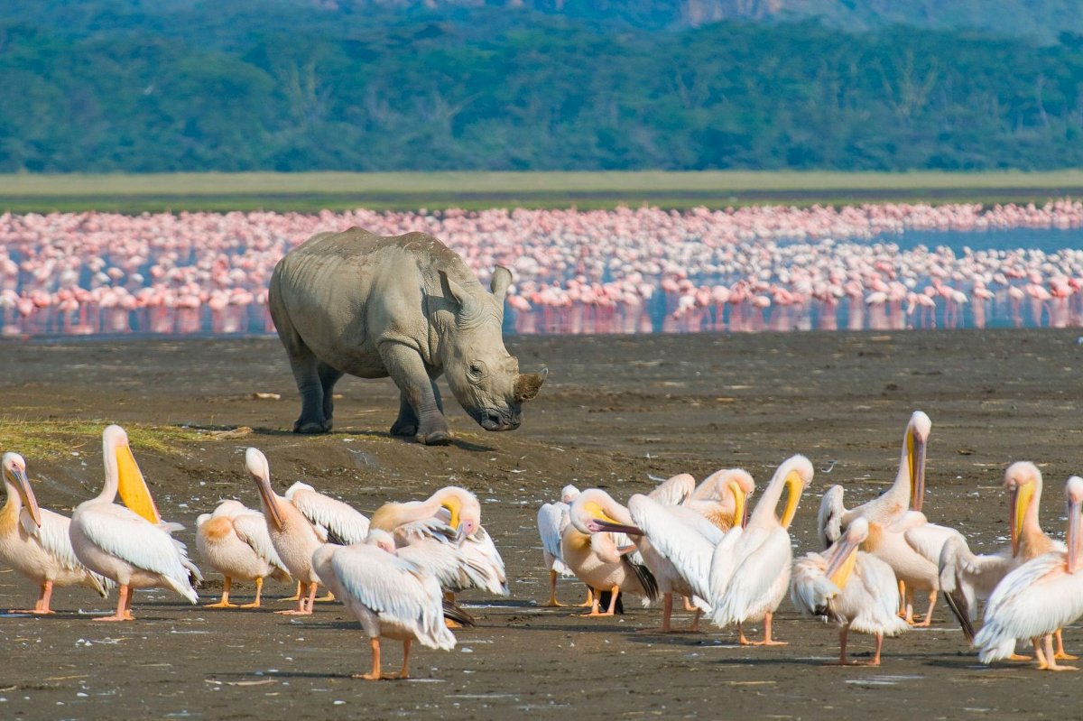 Rhinocéros blanc sur la rive d'un lac, avec une colonie de flamants roses au loin et des pélicans au premier plan — Destinations de safari incontournables au Kenya