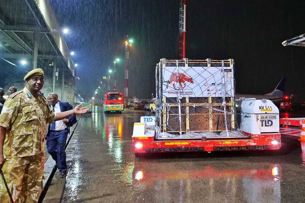 Medewerker in camouflage die op het natte platform van JKIA gebaart, terwijl een TLD-voertuig een gekiste zending met het etiket 'Bongos for Kenya' vervoert onder felle platformlampen.