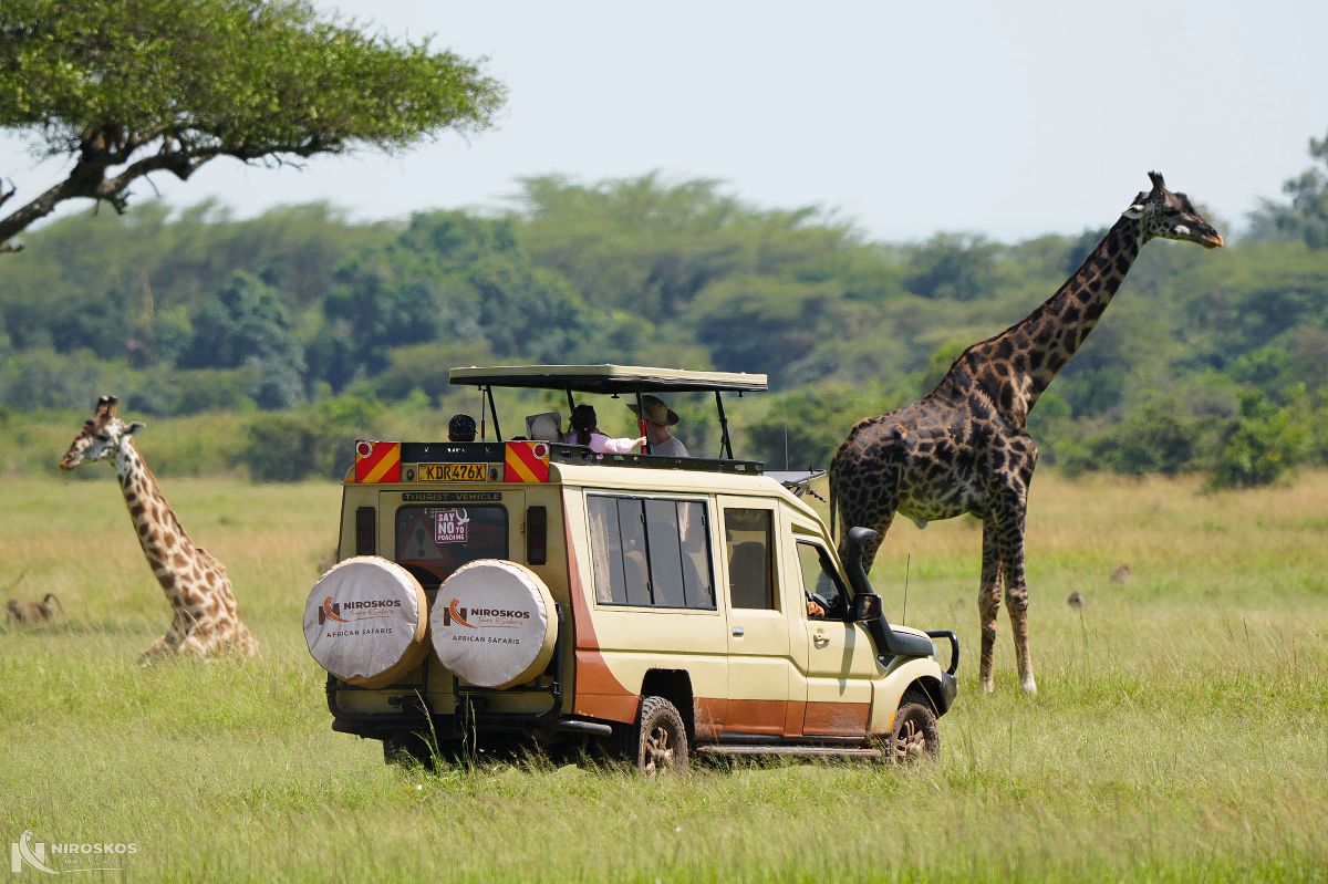 Vehículo de safari Niroskos junto a altas jirafas en amplias sabanas africanas, turistas observando la fauna desde el techo elevable