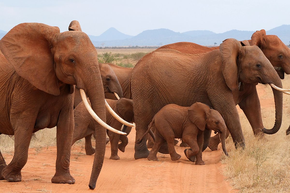 Troupeau d'éléphants africains au pelage roux avec des jeunes traversant un sentier poussiéreux de savane, collines au loin — Meilleures destinations de safari au Kenya