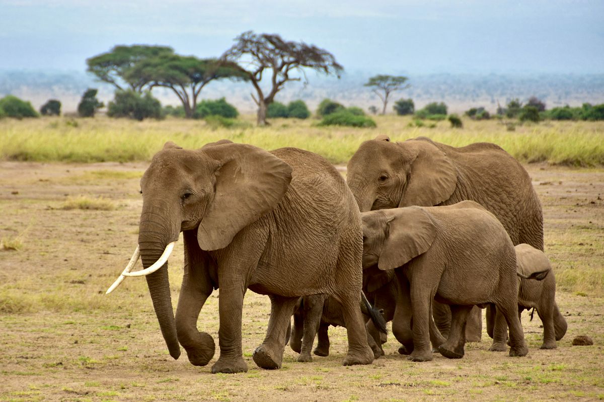 Famille d'éléphants traversant la savane kenyane, avec des acacias à l'horizon — Meilleures destinations de safari au Kenya