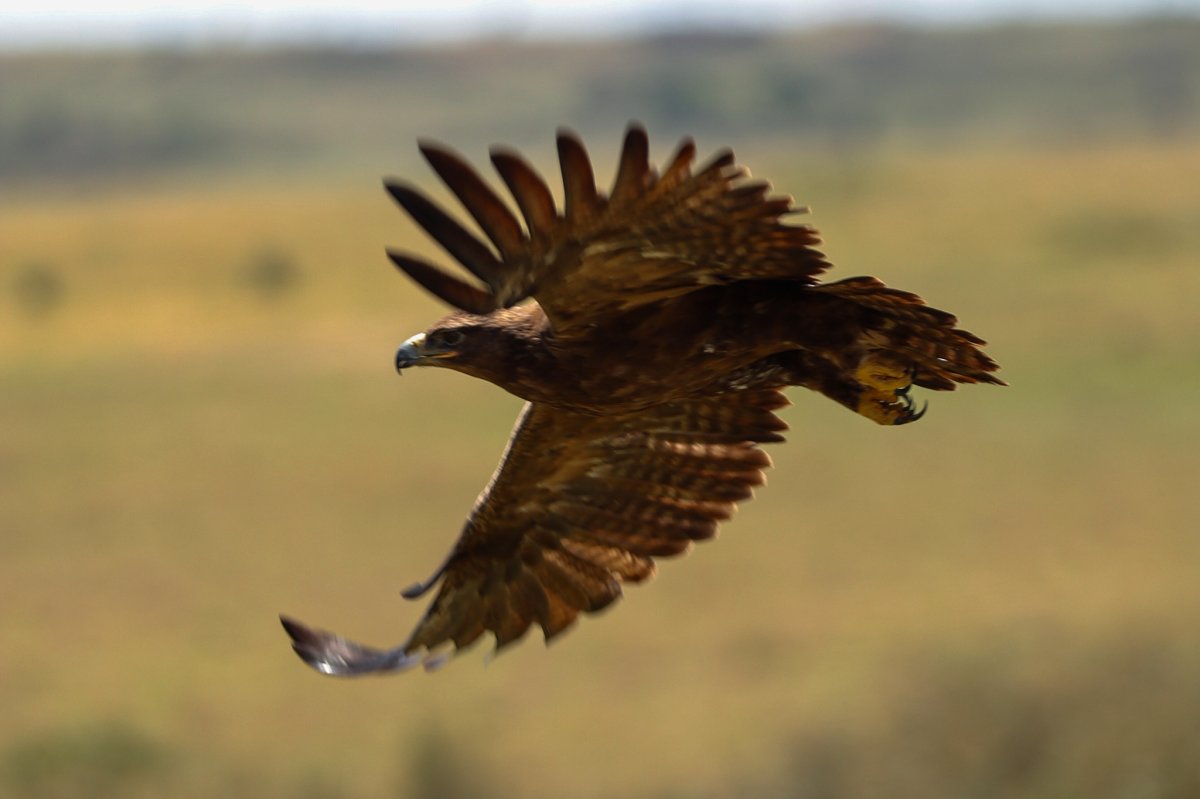 Grote bruine roofvogel die laag boven de gouden Keniaanse savanne zweeft, vleugels uitgestrekt in volle vlucht