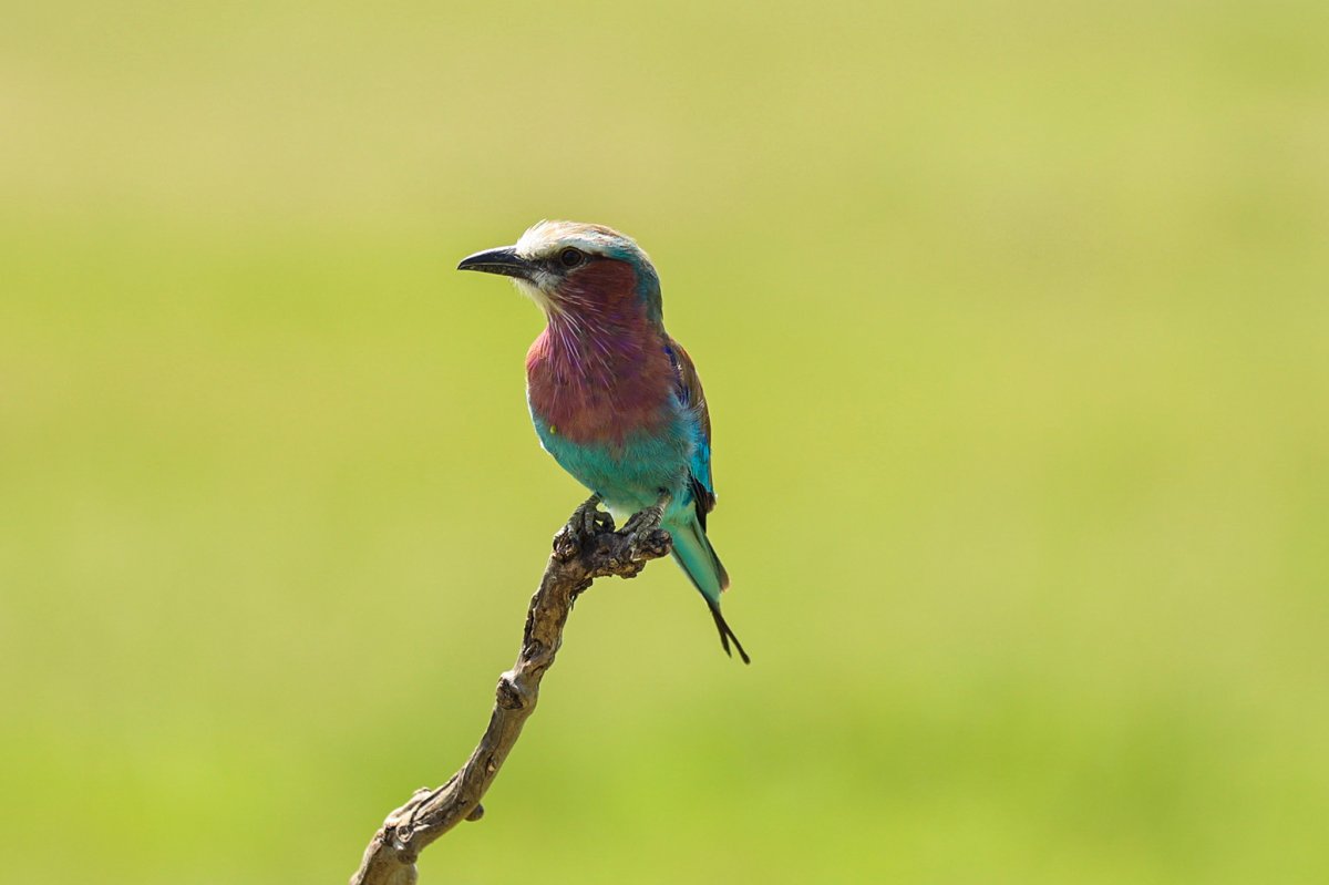 Lilac-breasted roller op een kale tak tegen een zachtgroene savanneachtergrond — Overzicht van de vogeldiversiteit in Kenia