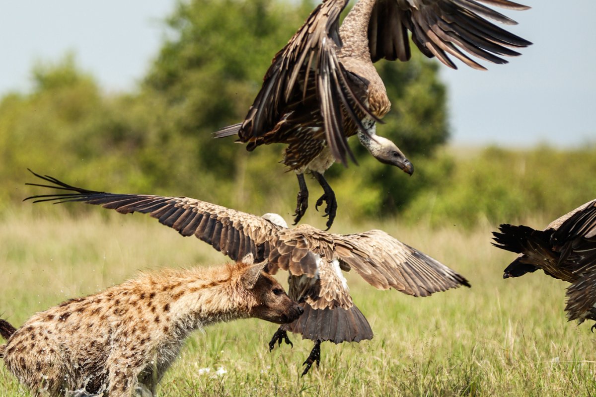 Gevlekte hyena vechtend met gieren in de grasrijke savanne van Kenia tijdens een voederruzie — wildlife-scène van Kenya Birding Safaris.