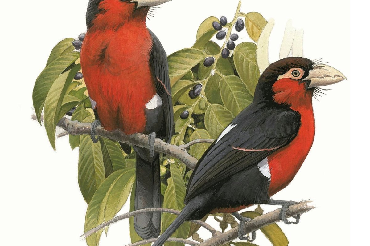 Gedetailleerde aquarelillustratie van twee rood-zwarte vogels op een bladrijke tak, plaat uit een Keniaanse vogelgids
