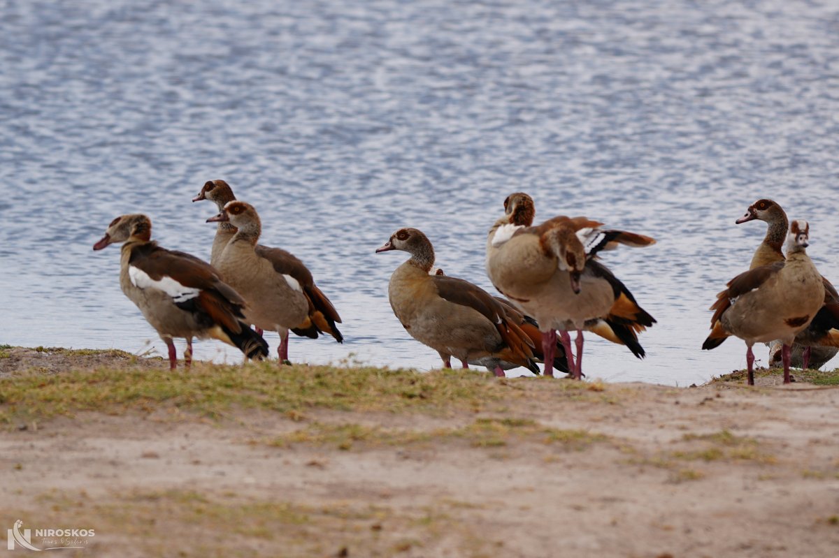 Groep Nijlgansen langs een zandige oever van een meer met licht gerimpeld water — een klassiek zicht tijdens een vogelsafari in Kenia