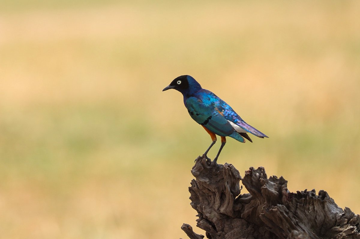 Iriserende blauwe spreeuw op een knotige tak tegen een onscherpe Keniaanse savanne — Checklist voor een vogelsafari in Kenia.