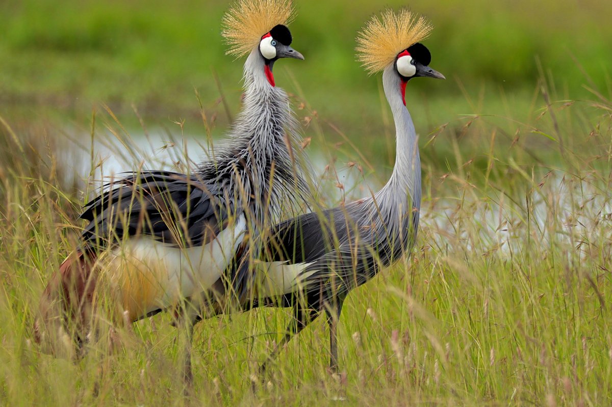 Stel grijze kroonkraanvogels met gouden kuiven staand in moerasgras, een klassiek vogelkijkschouwspel in Kenia