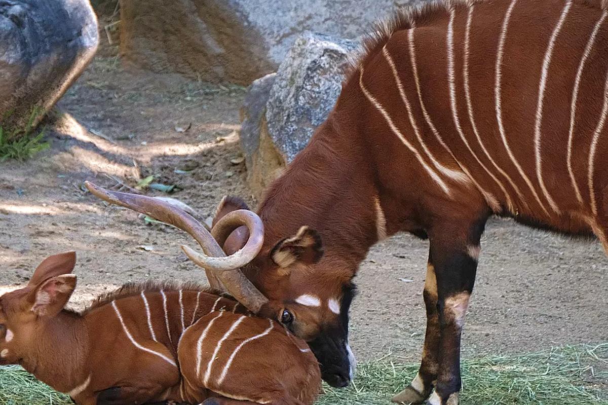 Bongo-antilopemoeder die haar gestreepte kalf tegen de bosbodem wrijft, kastanjebruine vacht en spiraalvormige horens — Ontmoet de Geest van het Bos
