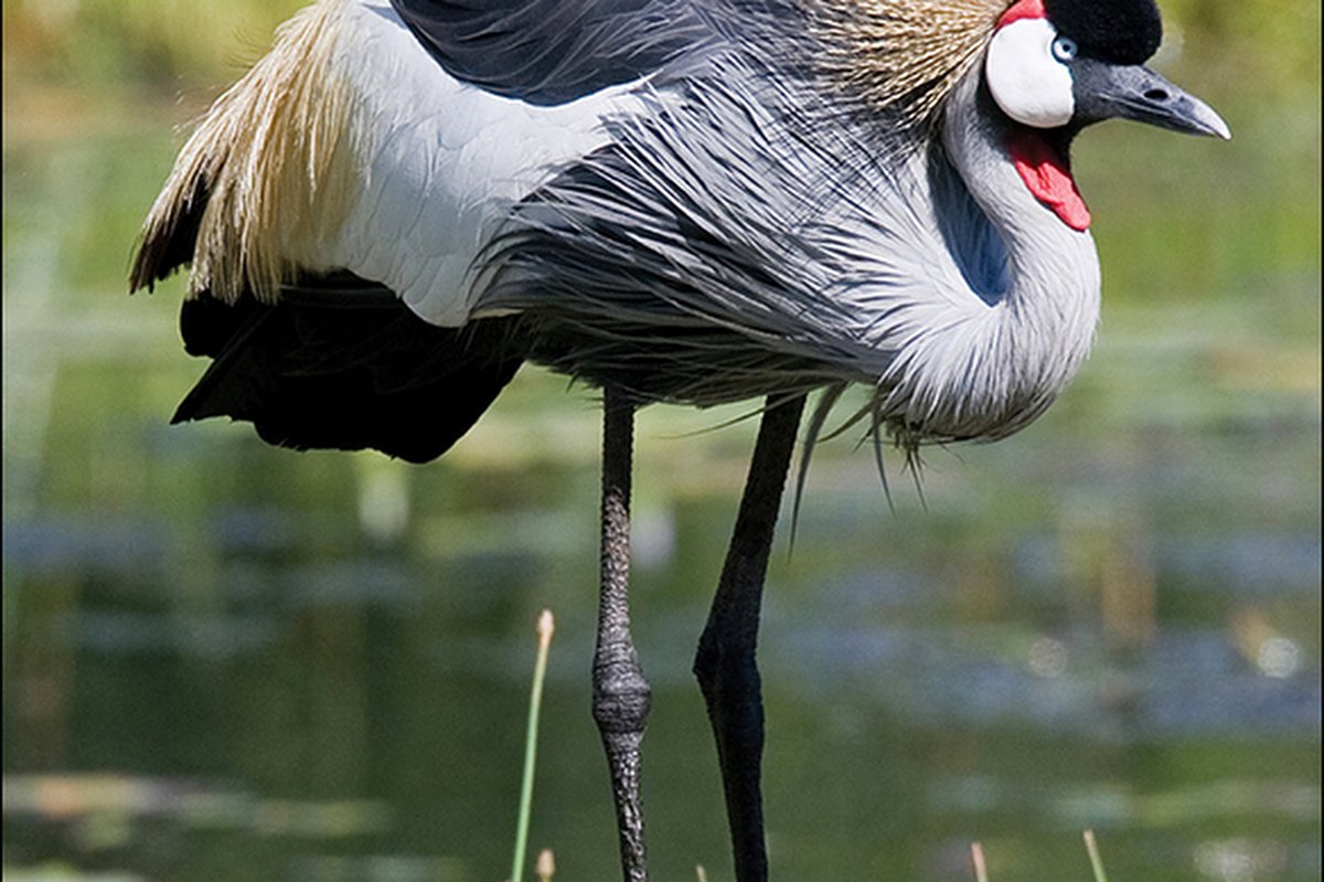 Grijze kroonkraanvogel waadt in een ondiep moeras, close-up toont gouden kroon, witte wangvlek en rode keel — vogelobservatiefoto uit Kenia