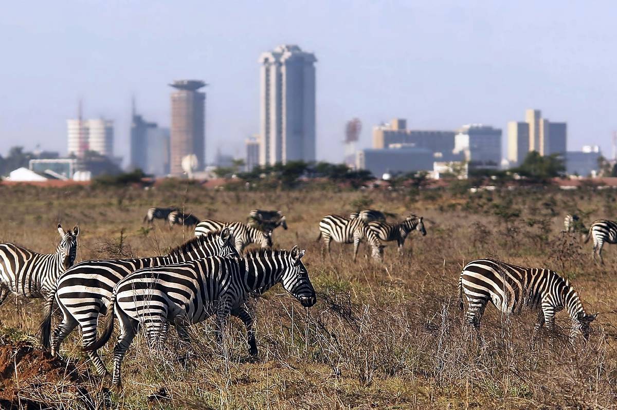 Troupeau de zèbres paissant dans la savane kenyane, la ligne d’horizon d’une ville en arrière‑plan — Meilleures destinations de safari au Kenya