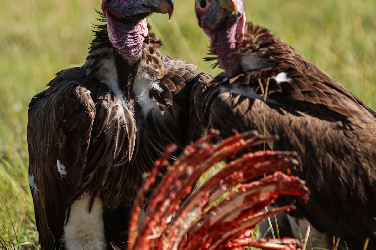 Twee grote gieren met kale roze koppen die zich voeden aan een kadaver op de Keniaanse savanne — scène van Kenya Birding Safaris