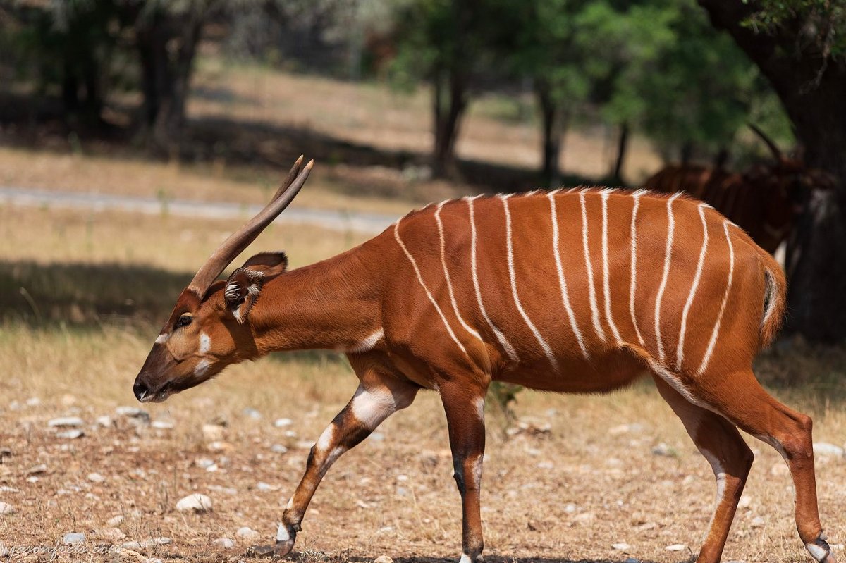 Zijaanzicht van een volwassen bongo-antilope met een diepe kastanjebruine vacht en witte verticale strepen, wandelend door een zonovergoten droog bos — Waar de bongos zullen leven