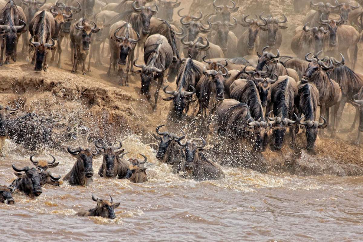 Troupeau de gnous plongeant et éclaboussant dans une rivière boueuse pendant la Grande Migration — scène spectaculaire pour la meilleure période pour visiter le Kenya en safari