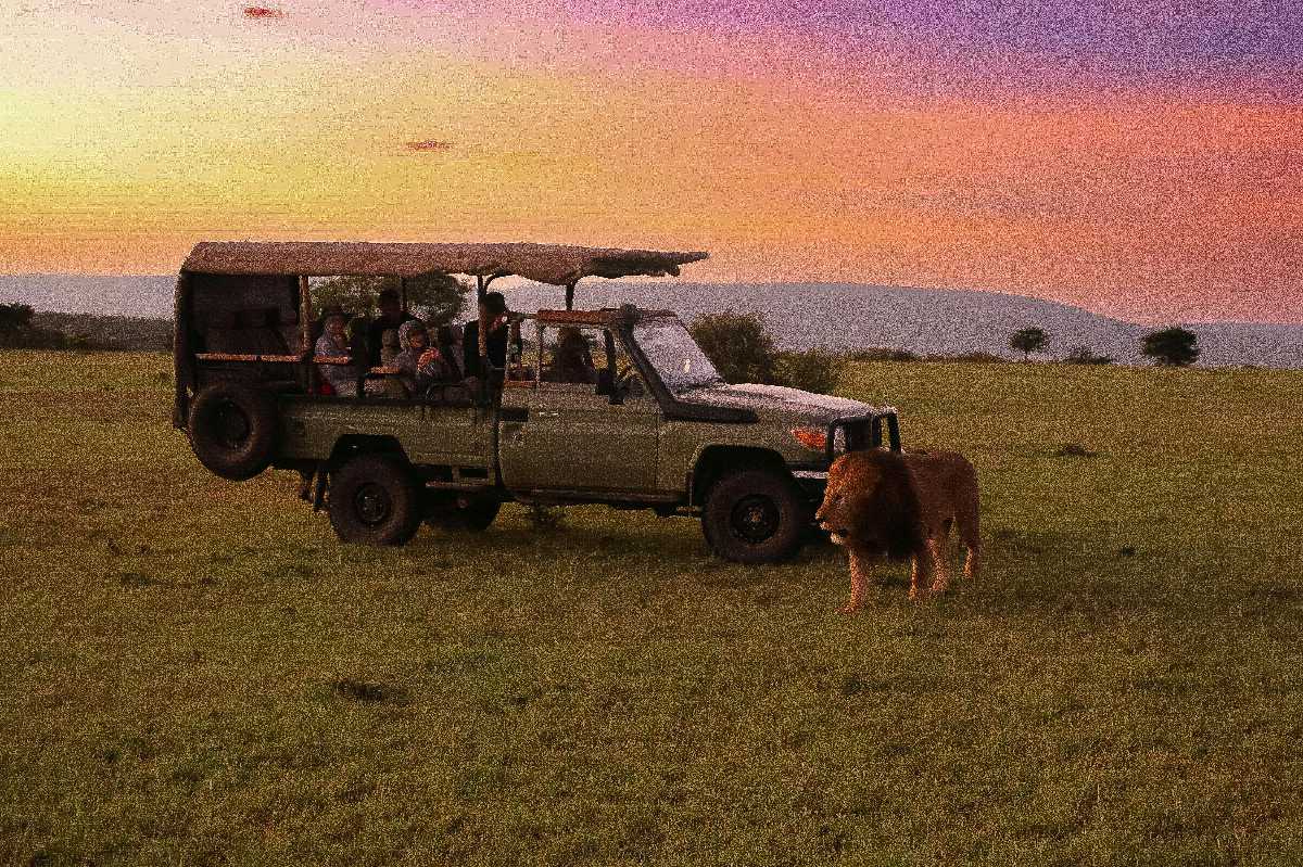 Des touristes dans une jeep de safari à toit ouvert regardent un lion sur la savane herbeuse au coucher de soleil coloré — Choisissez votre style de safari
