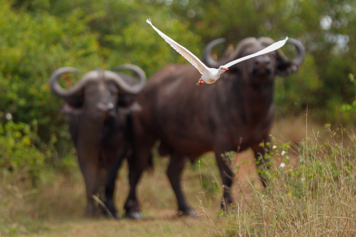 Witte vogel vliegt laag over het gras met twee onscherpe buffels op de achtergrond — Checklijst voor vogelsafari in Kenia