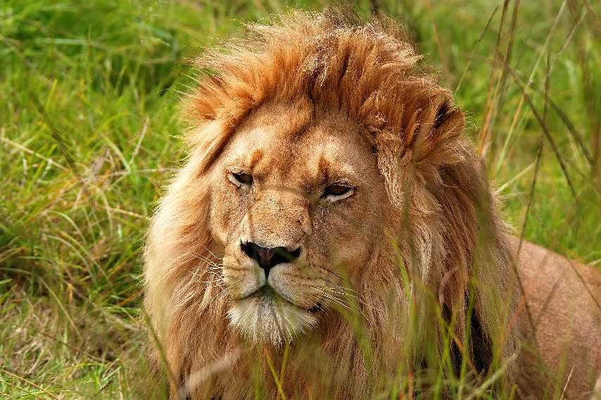 Male lion with a golden mane resting in tall green savanna grass, close-up — Lion Territories