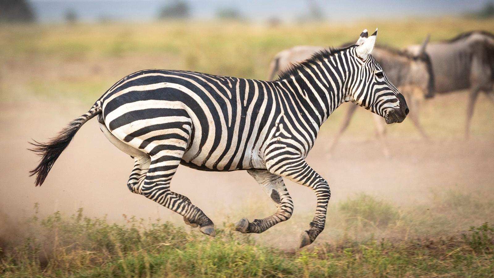 African safari landscape