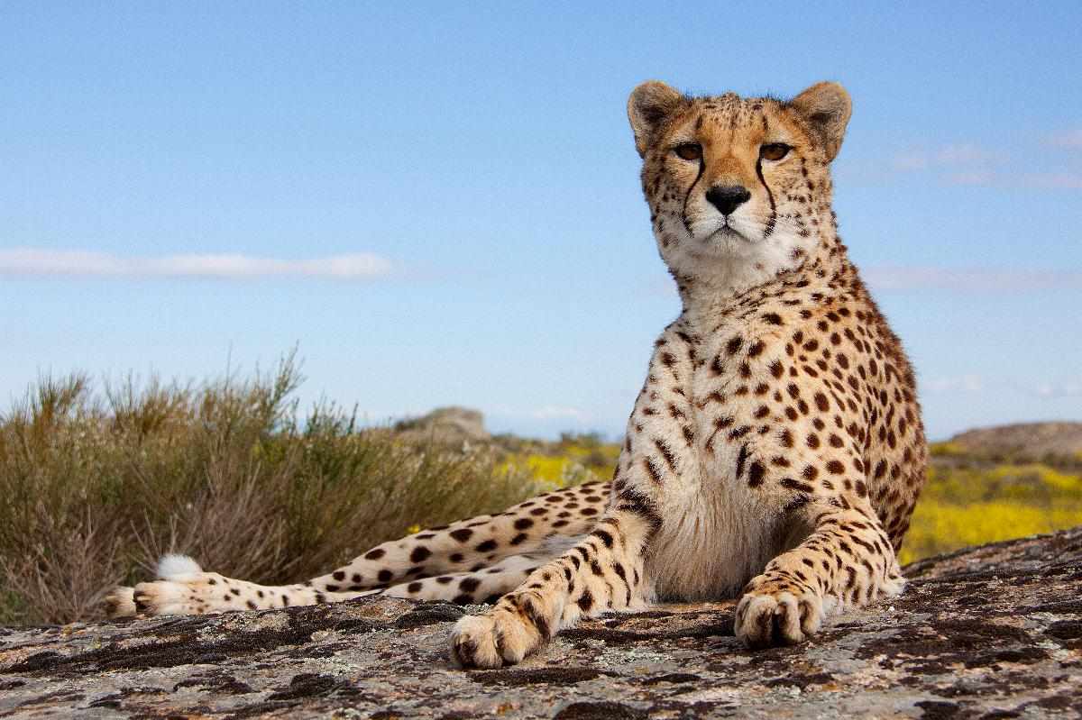 Cheetah reclining on a sunlit rock in open savanna with blue sky and yellow wildflowers — Premium Land Cruiser and Lodge Safaris